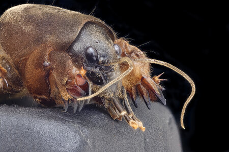 mole cricket