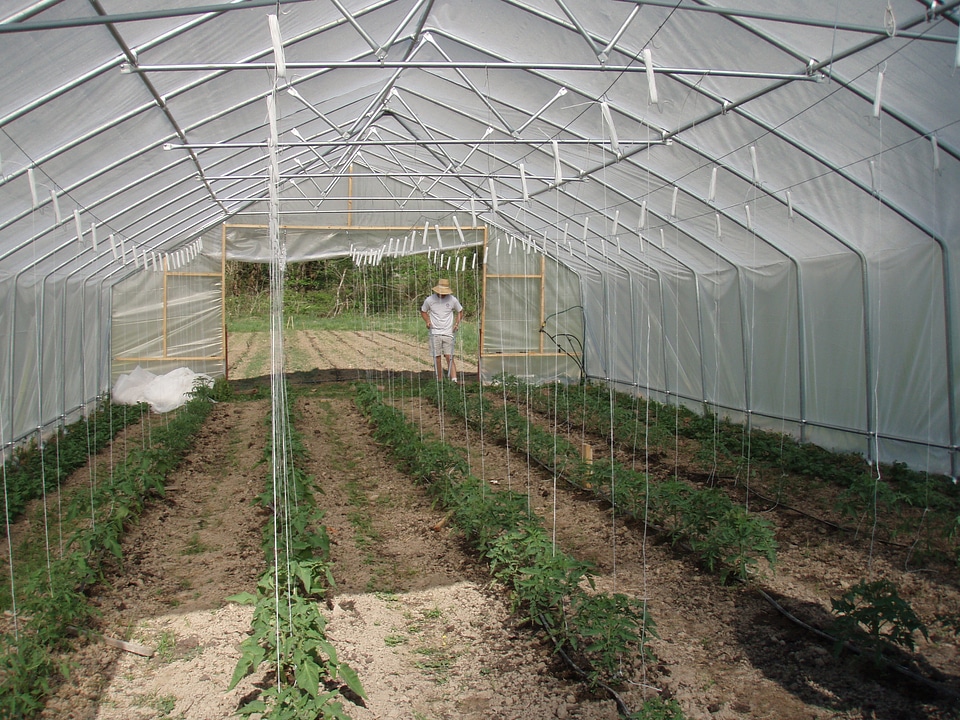 Tomatoes hothouse conservatory