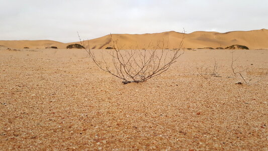 Dorob National Park, Swakopmund, Namibia