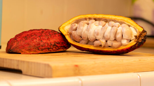 Cocoa pods and cocoa beans and cacao powder photo