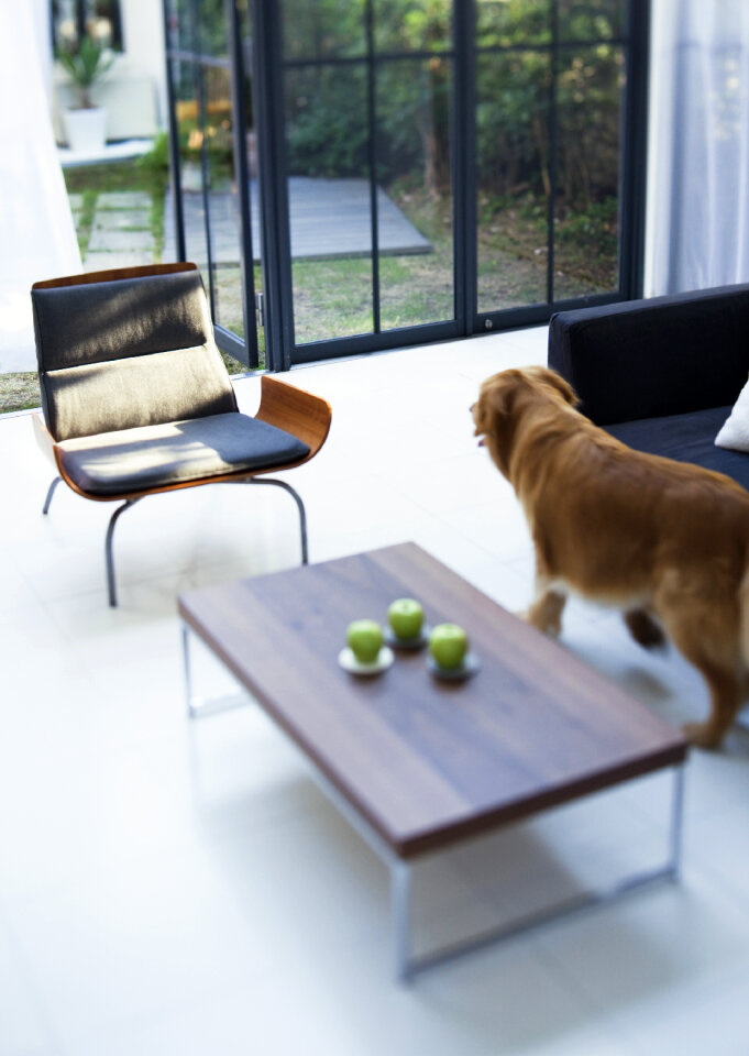 Living room with dog
