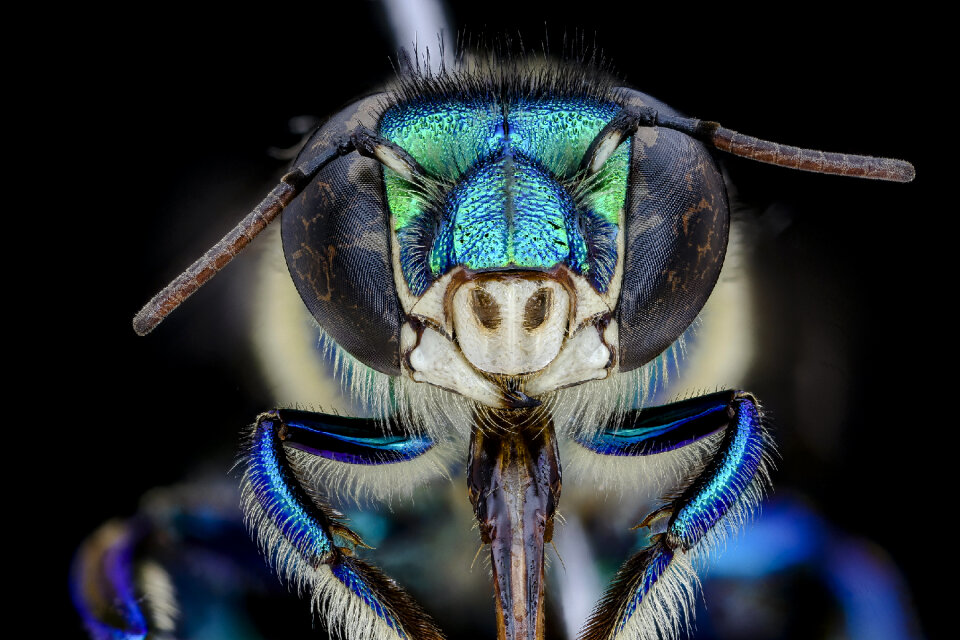 Micrograph of the head of bee