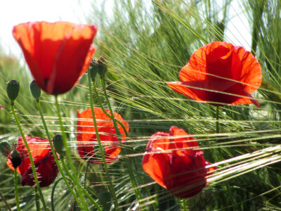 Poppies And Wheat Composition
