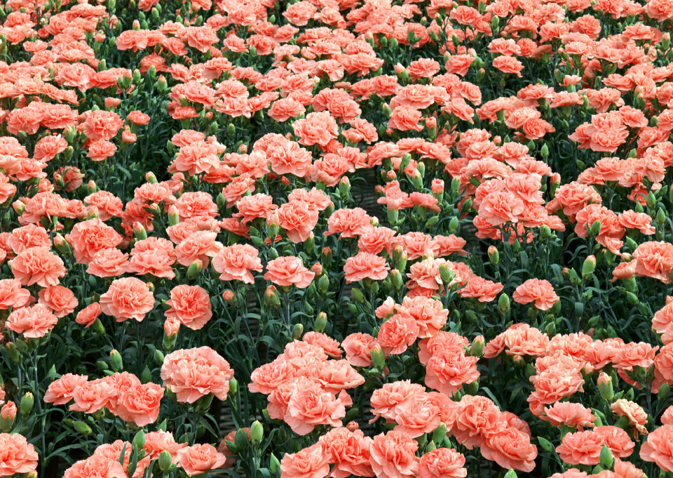 Pink flower in field