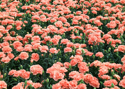 Pink flower in field