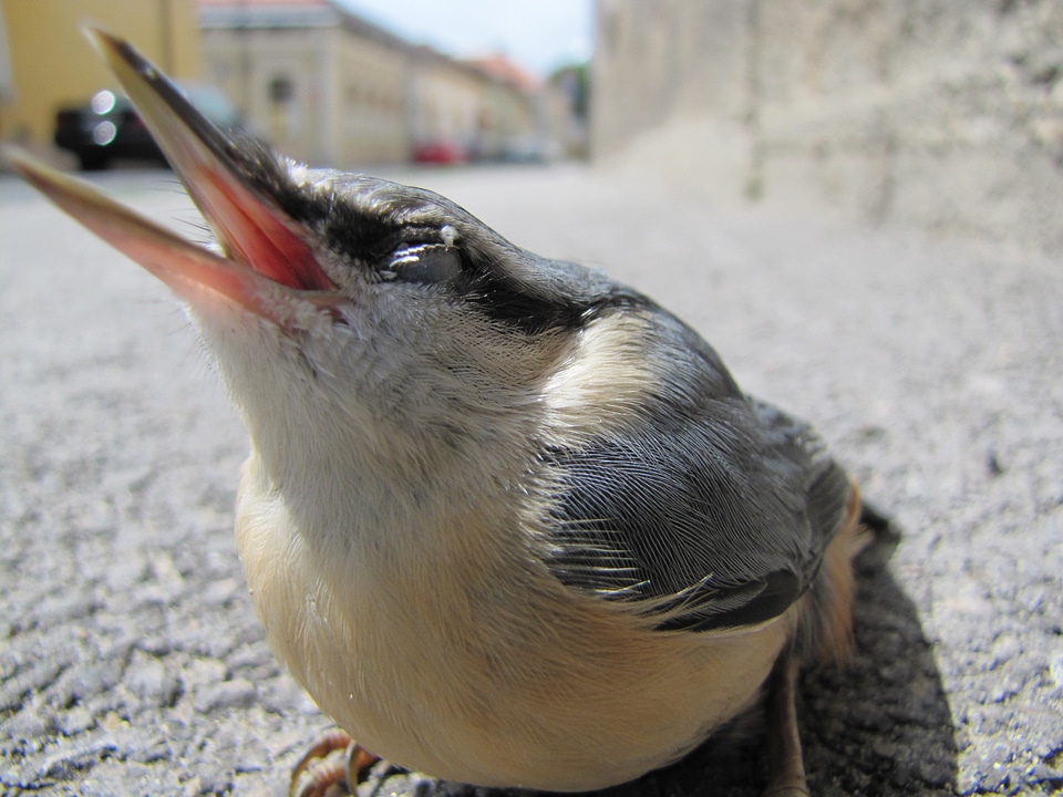 Macro street nuthatch
