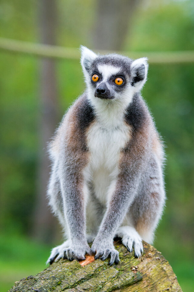 Ring-tailed lemur