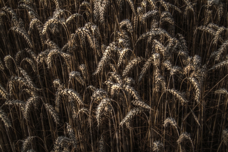 Close-up macro agriculture
