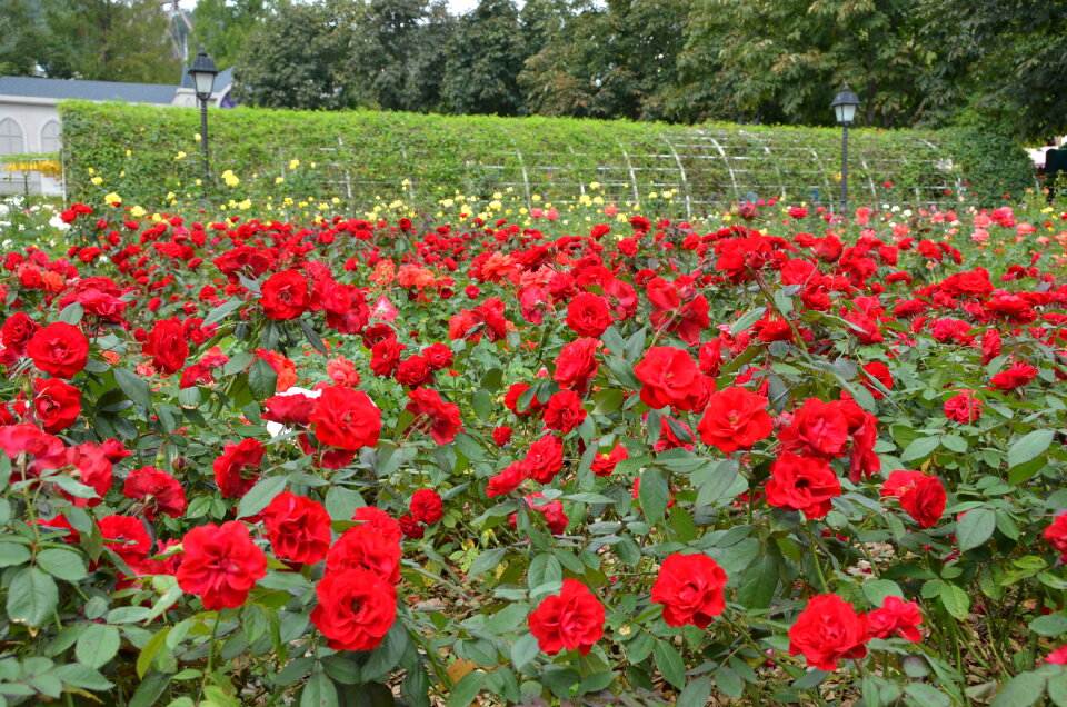 Red Rose photo