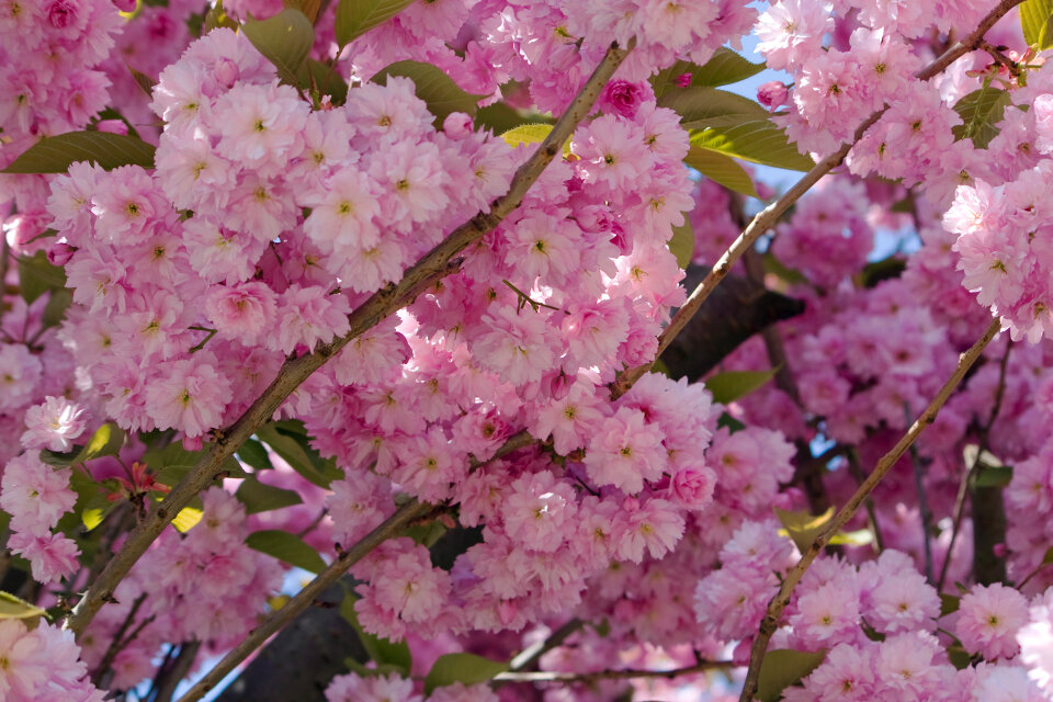 Pink Blossom Flowers