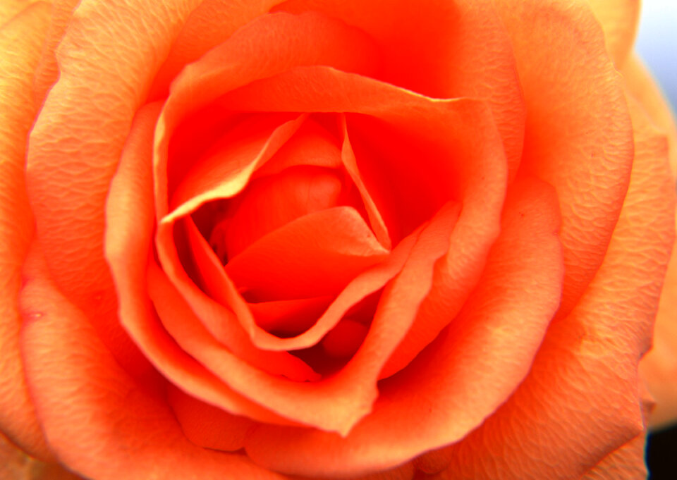 Close up of the center of a rose flower