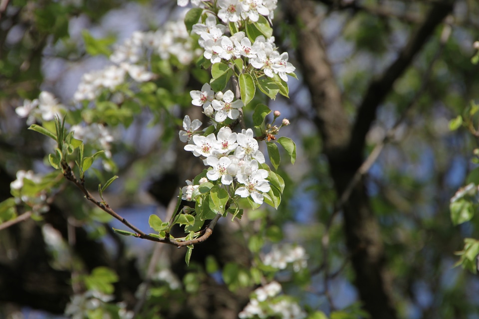 Plant blooming fresh