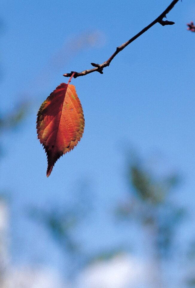 Colorful autumn leave