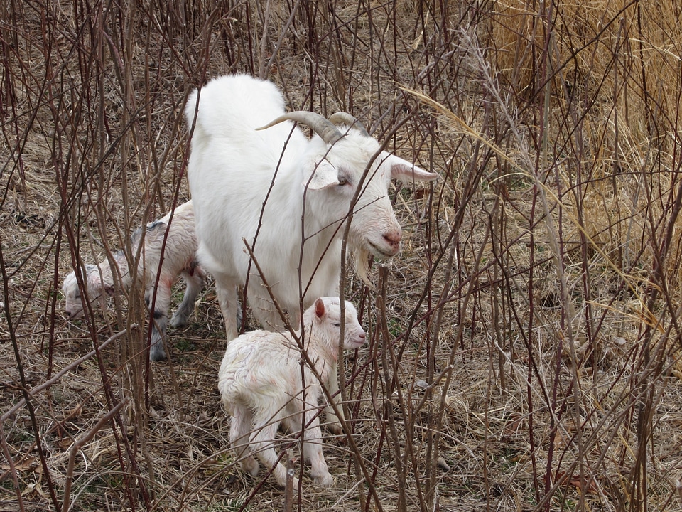 Mammal livestock milk
