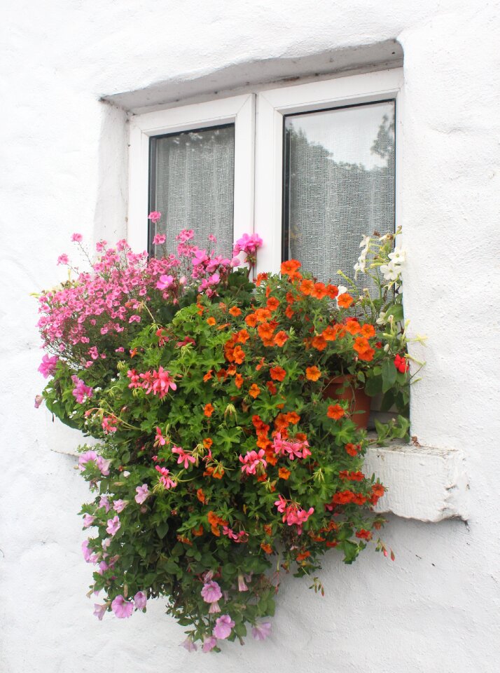 Cottage Ireland flowers