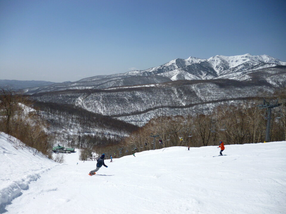 People skis off-piste through birch trees