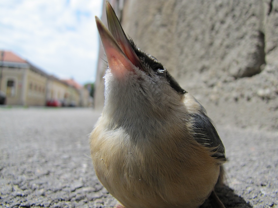Macro street nuthatch