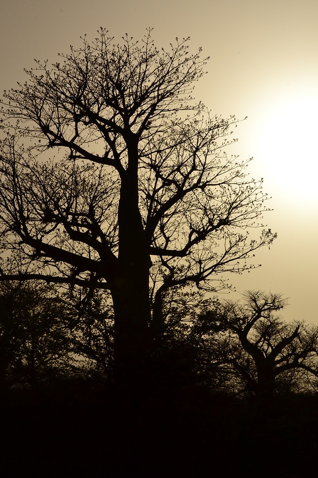 Silhouette branches bare