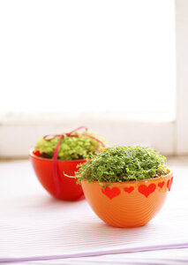 Green indoor plant baby`s tears in a pot on table photo