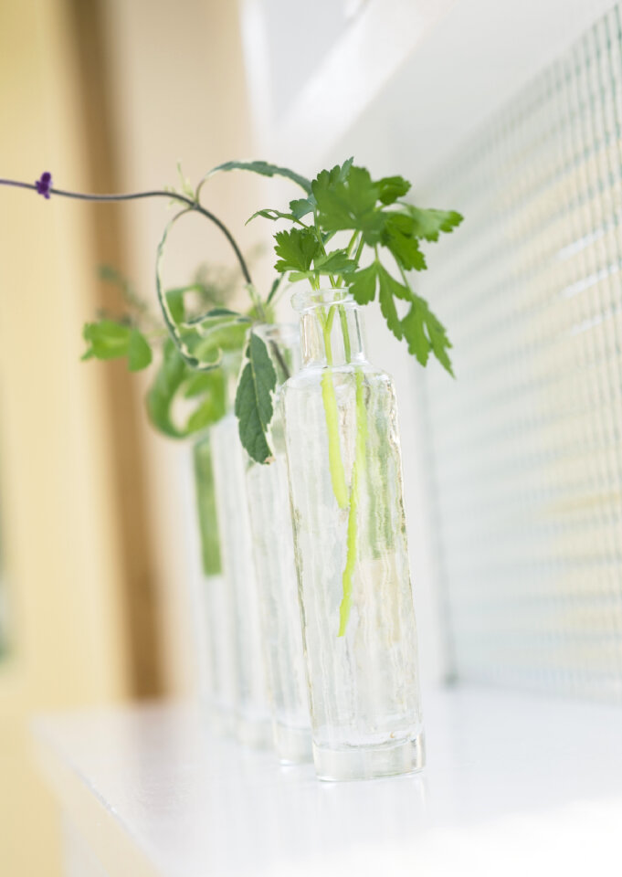 Branch of fresh parsley and other leaves in bottles