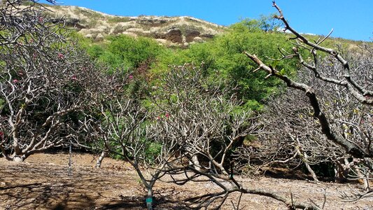cactus trees inside the crater of Koko Head