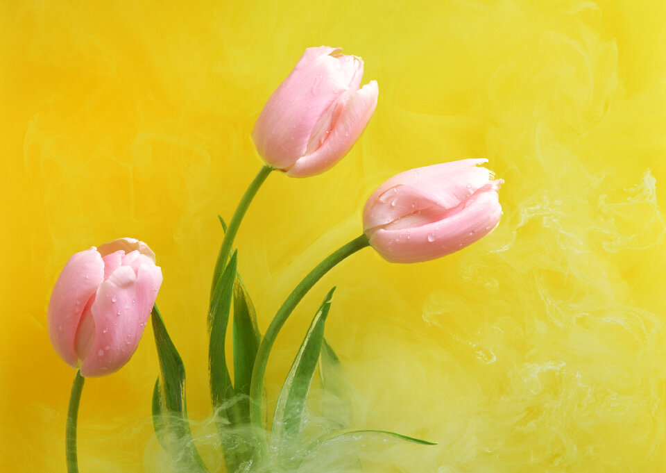 Three pink tulips on yellow paper