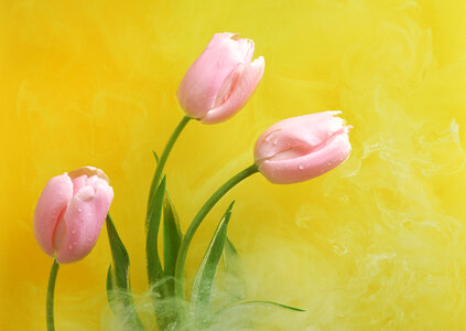 Three pink tulips on yellow paper photo