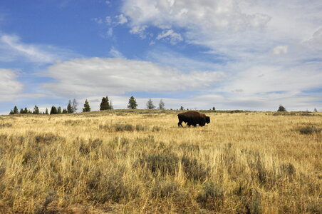 Buffalo at Yellowstone National Park