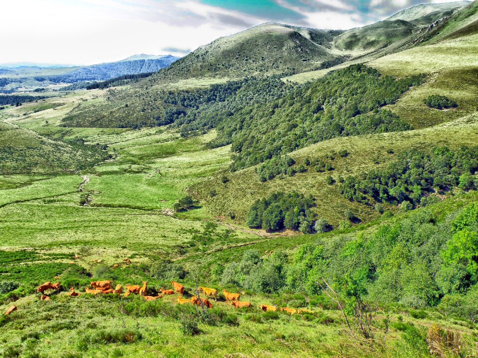 Landscape Scenic of Cattle Mountains Valley France