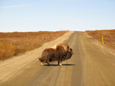 A musk ox crossing the road photo