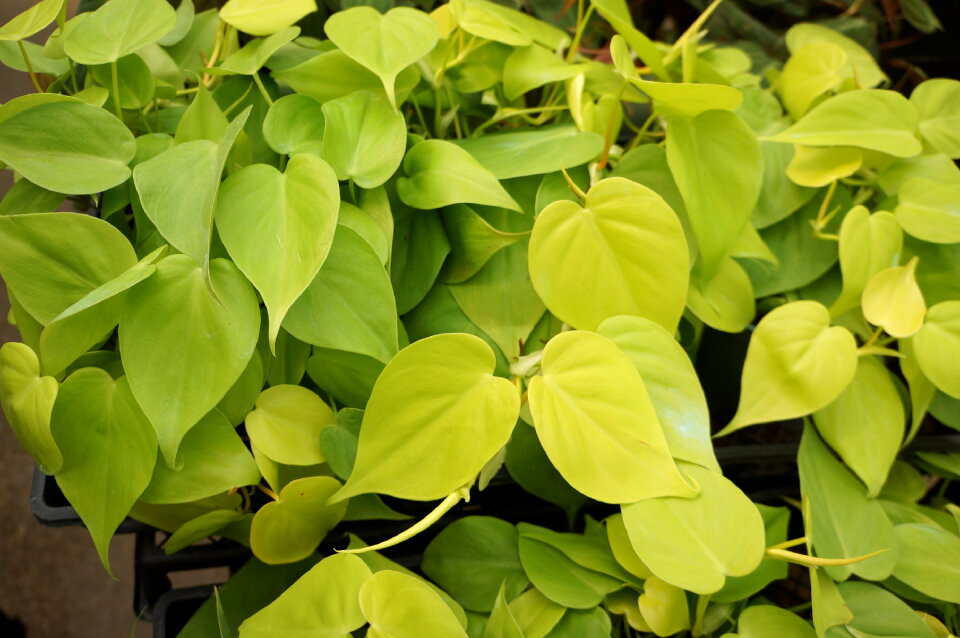 Heart leaf philodendron