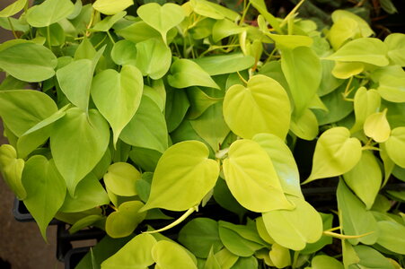 Heart leaf philodendron