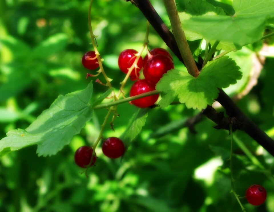 Ribes Rubrum Goosenberries Plants
