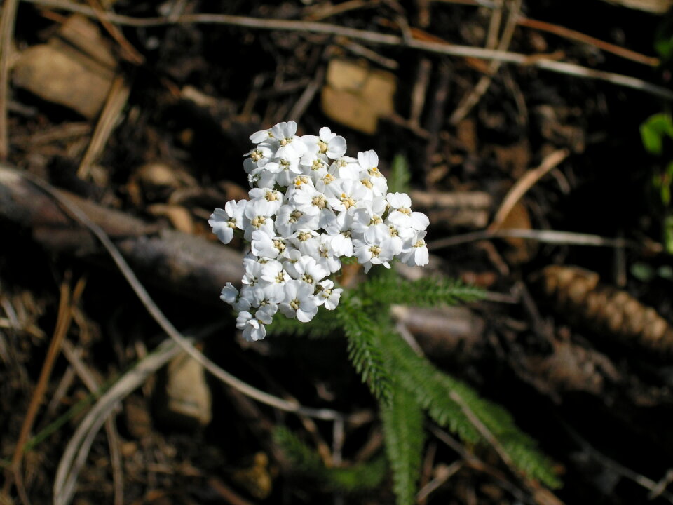 Smoky Mountain National Park Flowers