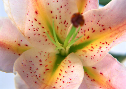 Detailed view of a dew-covered day lily photo