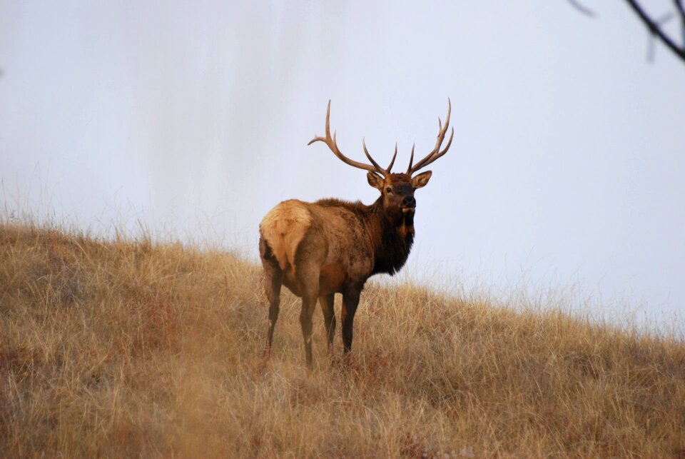 elk in Wind Cave National Park