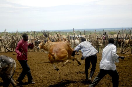 Men chasing calf in Uganda photo