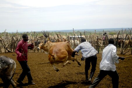 Men chasing calf in Uganda