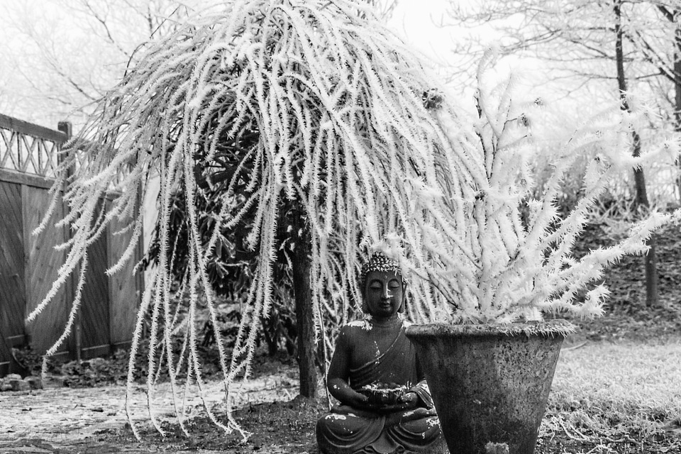 Tree garden black and white