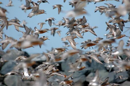 a flock of flying birds