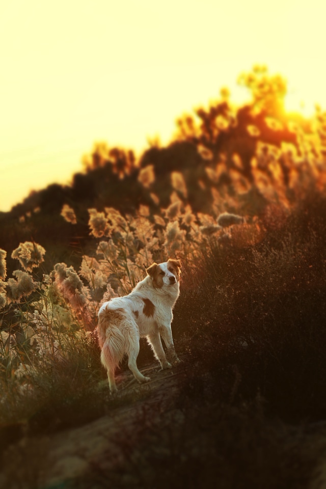 Sun domestic shepherd