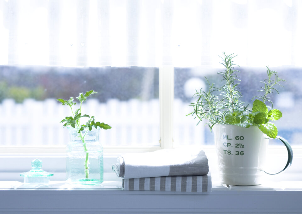 Rosemary and mint in bathroom window
