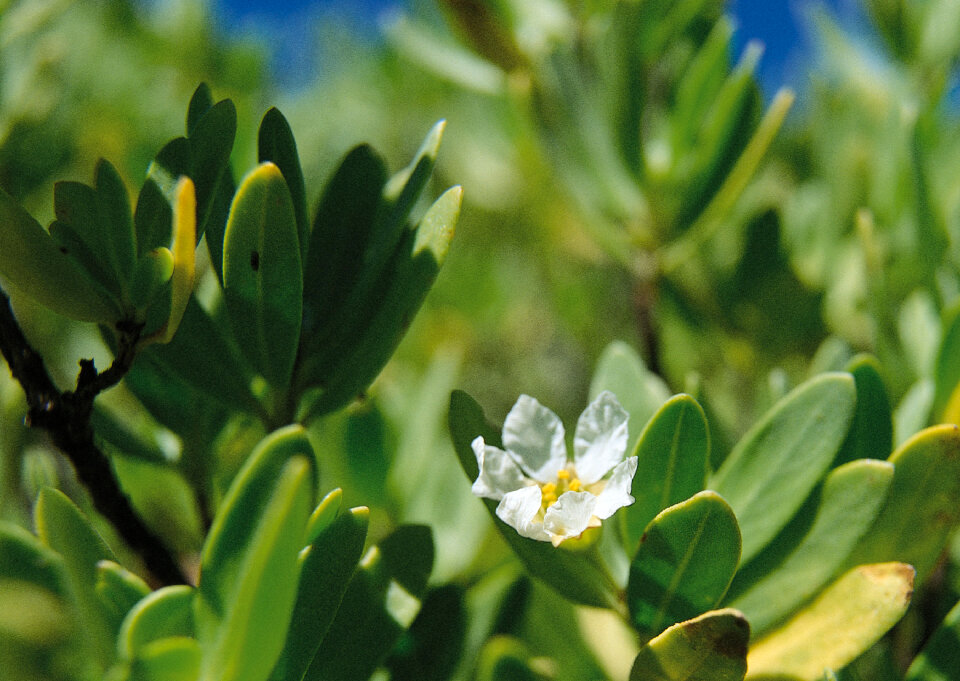 White Camellia sinensis flower on the tea plantation