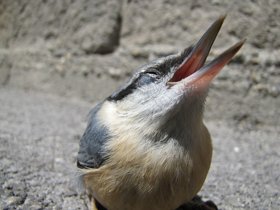 Macro street nuthatch
