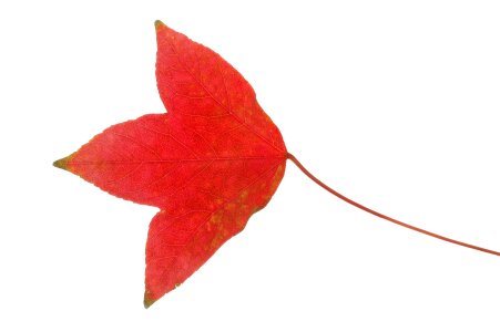 beautiful colorful autumn leaf