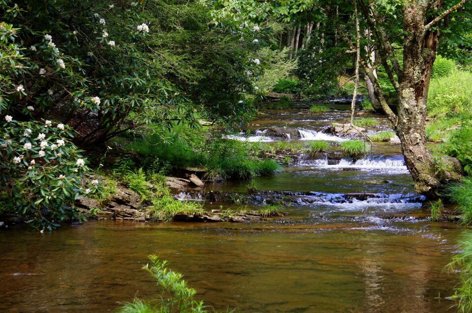Dolly Sods Beautiful Stream Forest WV