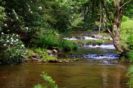 Dolly Sods Beautiful Stream Forest WV photo