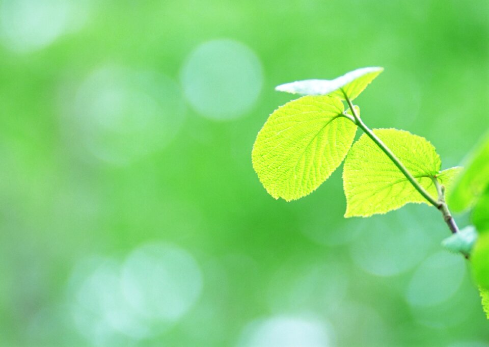 green leaves on the green backgrounds