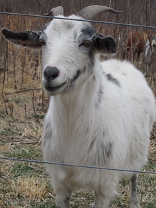 Mammal livestock milk