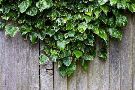 Ivy growing on wood fence pattern background texture photo